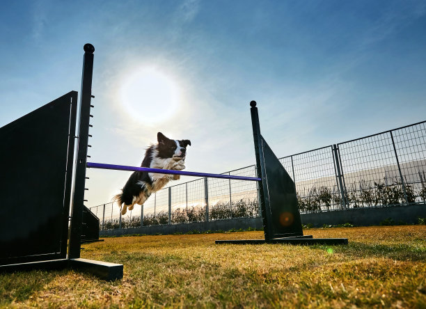 边境牧羊犬在跳跃障碍图片下载
