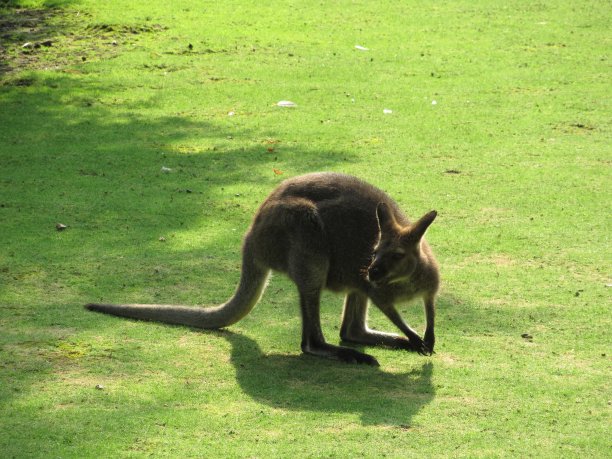小袋鼠图片下载