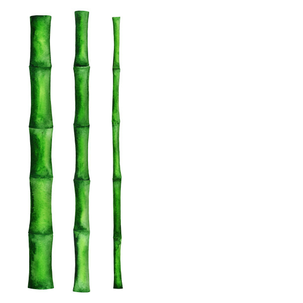 水彩青竹树，树干固定素材图片