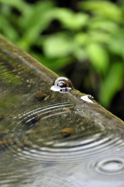 在池塘边的蜗牛图片下载