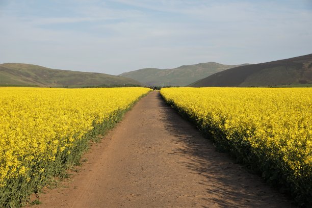 穿过油菜籽上山的小路图片下载
