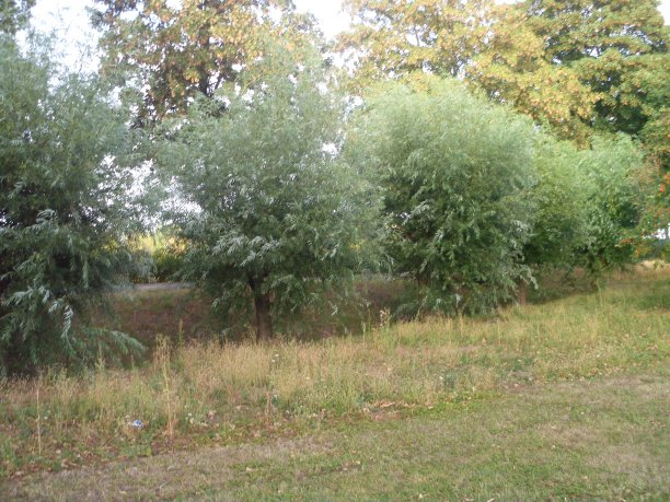 夏季公园风景秀丽，枝繁叶茂图片下载