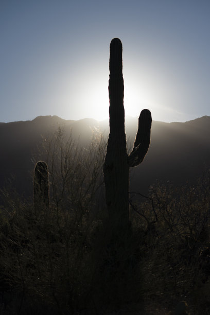 亚利桑那州的仙人掌图片下载