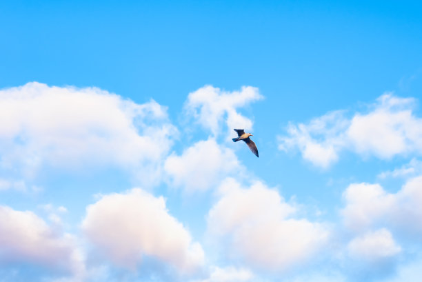 明亮的蓝天上有云朵和小鸟图片下载