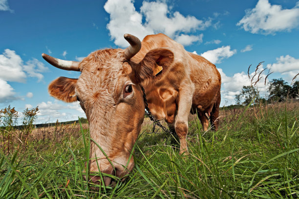 一头漂亮的奶牛正在草地上吃草图片下载