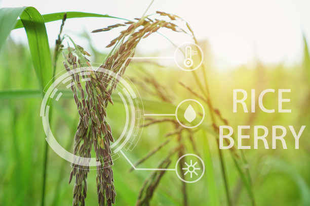 稻田和水田种子农业分析数据和视觉图标。图片下载