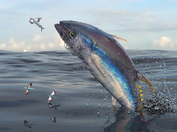 海中大黄鳍金枪鱼跳跃捕捉飞鱼3d渲染图片下载
