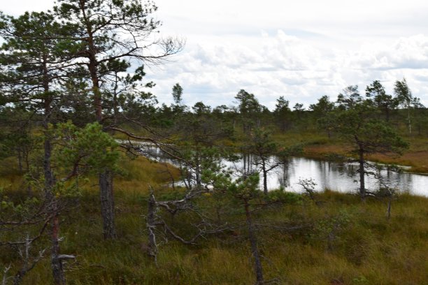 克梅里国家公园，沼泽和湖泊景观图片与树木倒映在水中图片下载