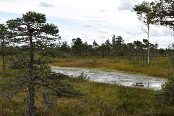 克梅里国家公园，沼泽和湖泊景观图片与树木倒映在水中图片下载