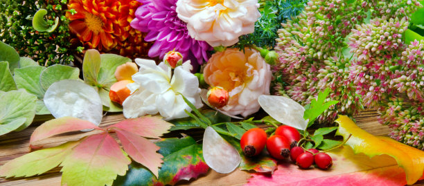 秋天的花和叶图片下载