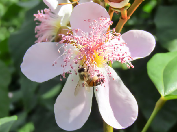 胭脂树的种子图片下载