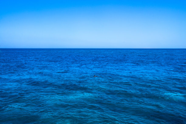 埃及红海海豚着色图：海洋动物旅游设计素材图片下载