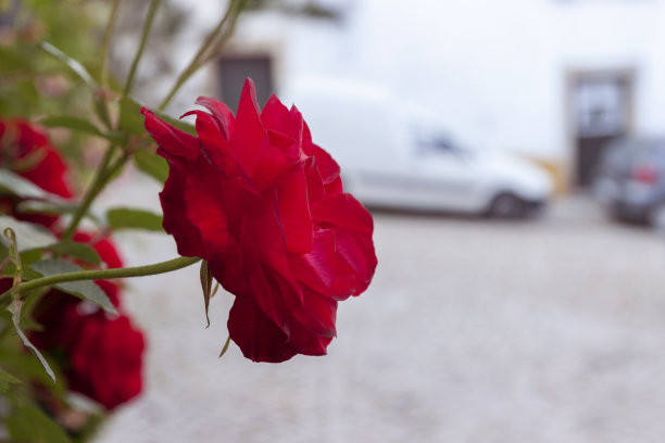 背景是美丽的红玫瑰和模糊的街道。城市里的花。花朵特写与绿色的叶子。复古复古风格的图片。图片下载