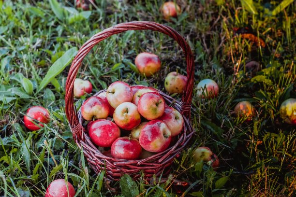 篮子里的苹果图片下载