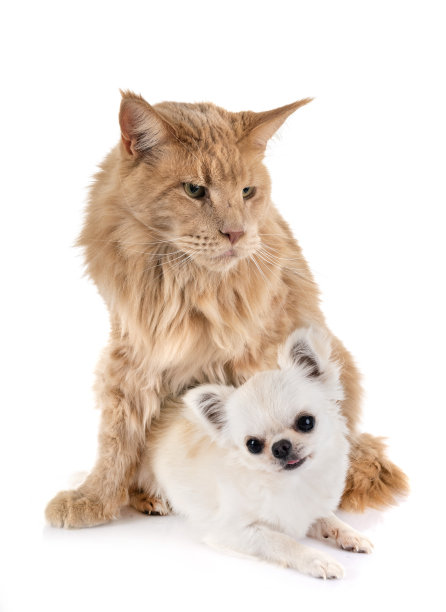 缅因猫和小狗图片下载