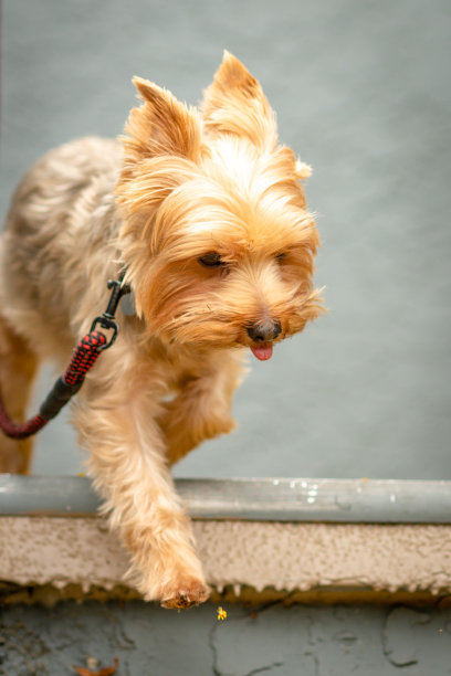 跟随我的图片下载