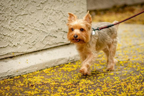 跟随我的图片下载