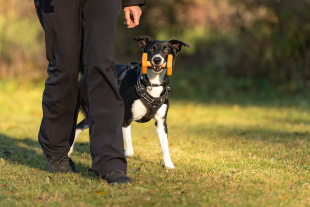 边境牧羊犬的发型光滑。狗检索图片下载