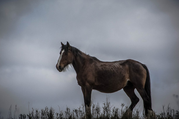 草原上的马图片下载