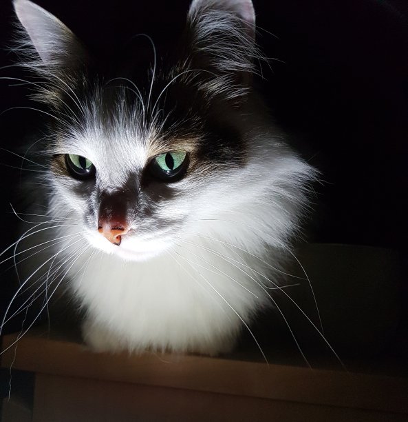 黑暗中的一只猫图片下载