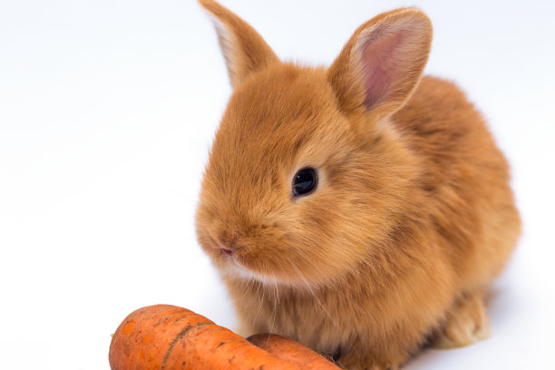 红发小兔子和胡萝卜图片下载