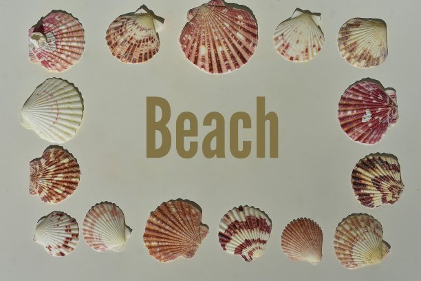 海滩周围的贝壳背景图片下载