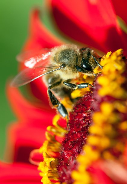 蜜蜂或蜜蜂在红花上图片下载