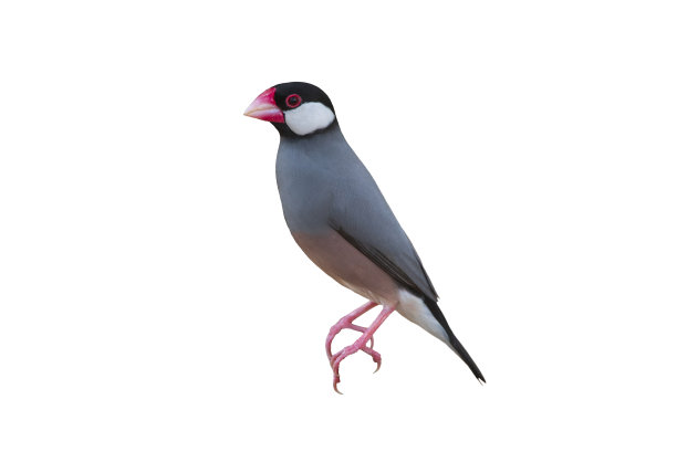 美丽的鸟爪哇麻雀或爪哇雀孤立在白色的背景图片下载