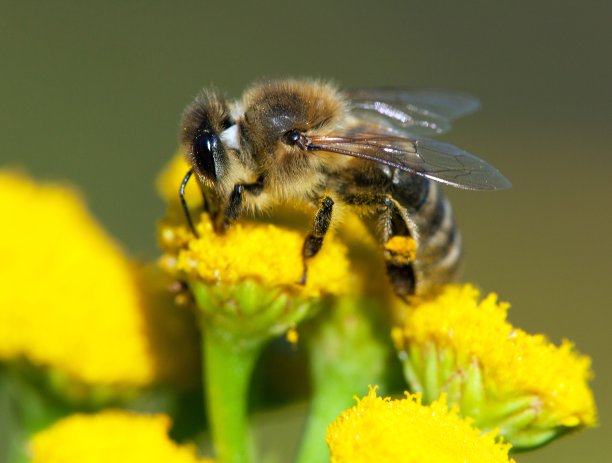 蜜蜂或蜜蜂为黄花授粉图片下载