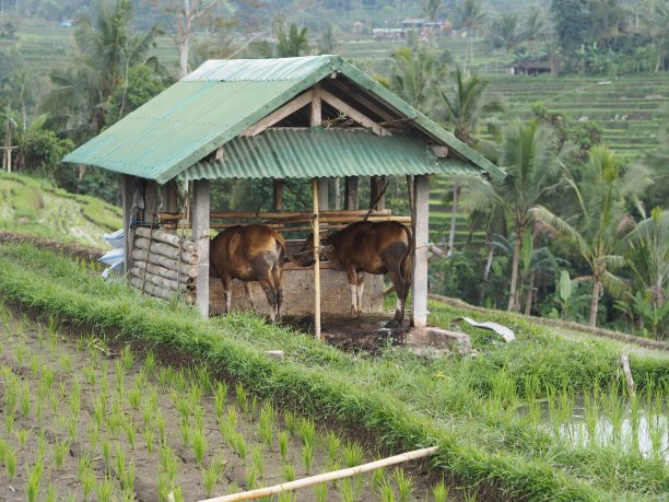 卡巴农，巴厘岛稻田里的奶牛图片下载
