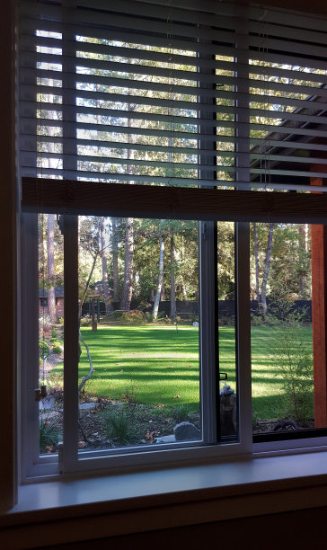 室外视野到一个阳光斑驳的住宅后院图片下载