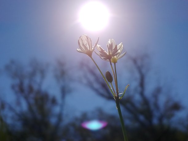 到达太阳图片下载