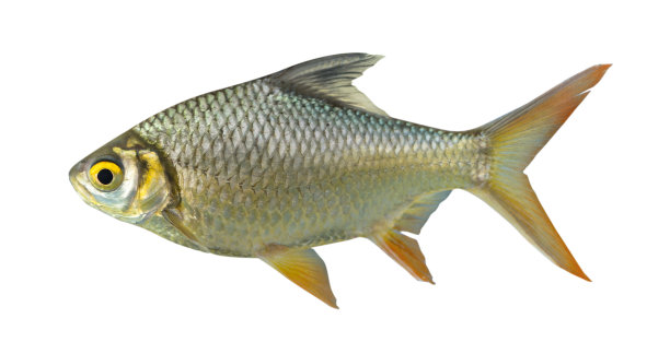 红尾锡箔倒钩孤立在白色背景上图片下载