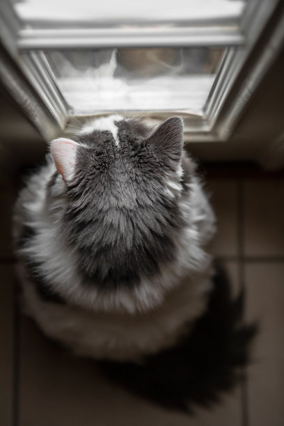 室内的猫透过窗户看图片下载