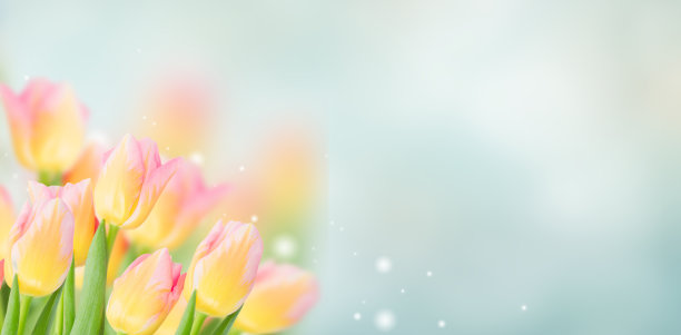 黄色和粉色郁金香的特写图片下载