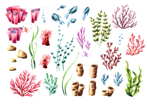 珊瑚和冰集。水彩手绘插图，孤立的白色背景图片下载