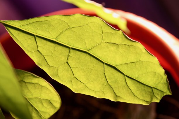 花椒幼叶的结构。图片下载