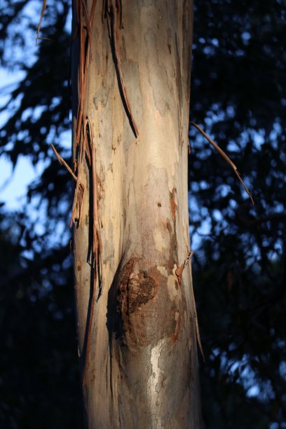 棕榈叶细部图片下载