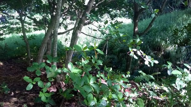 考艾岛秘密海滩的植被图片下载