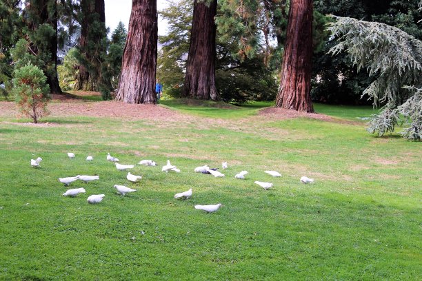 塔博尔公园 – 雷恩 - 布列塔尼图片下载