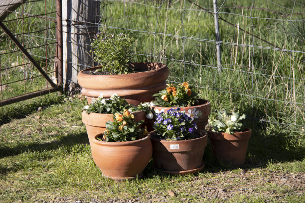许多，陶土，花盆，花，澳大利亚图片下载