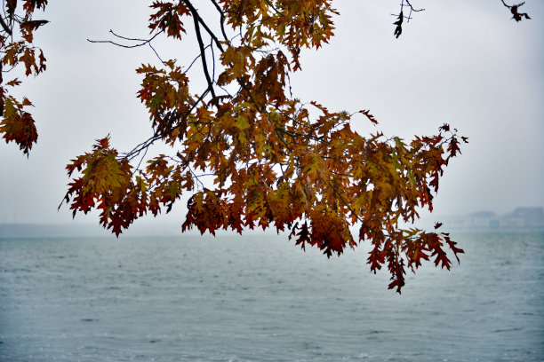 湖边树枝上的秋叶图片下载