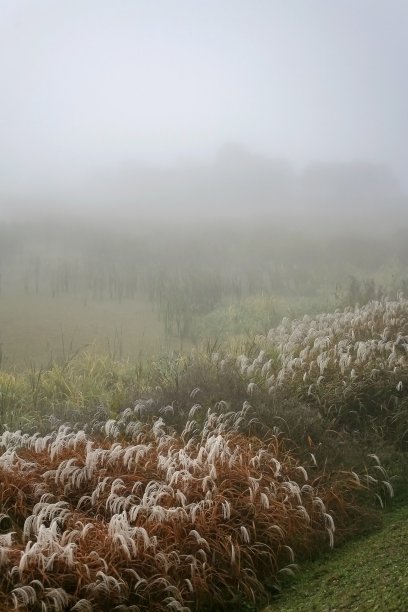 湿地的黎明- va104图片下载