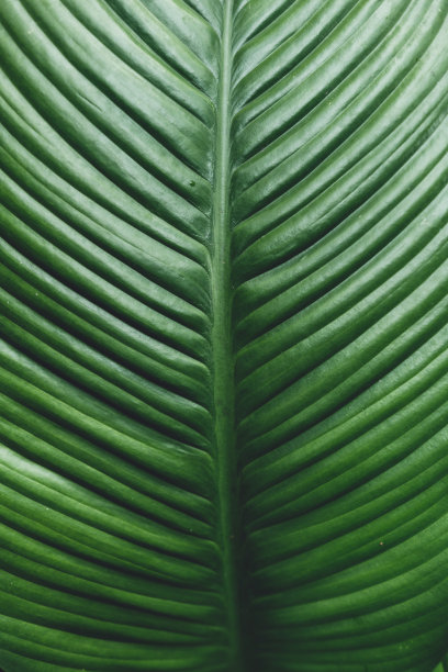 暗绿色的叶子背景图片下载