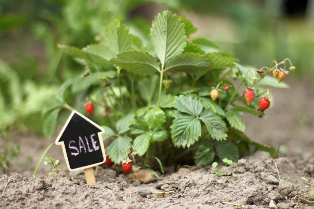 非常新鲜的本土种植的浆果图片下载