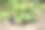 非常新鲜的本土种植的浆果图片下载