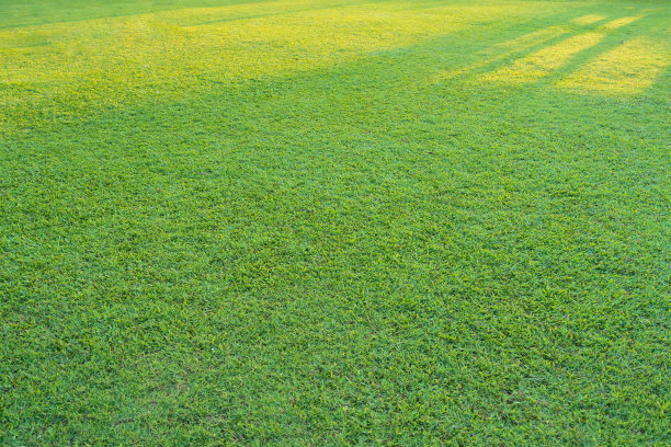 公园里的绿草和阳光图片下载