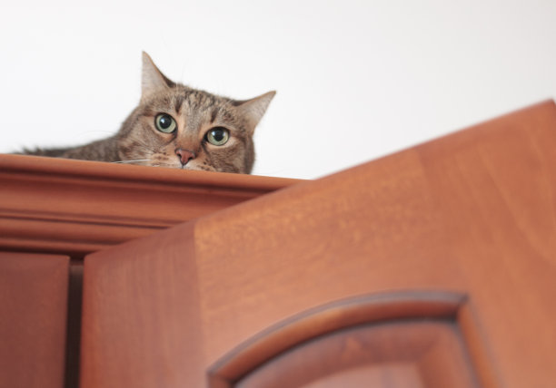 可爱的小猫从她躲着的柜子上方往外偷看图片下载