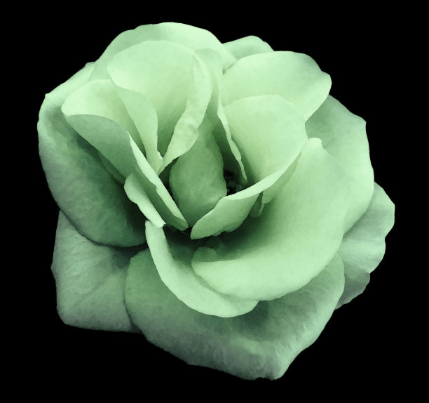 水彩绿色玫瑰花，黑色孤立的背景与剪切路径。特写镜头。没有阴影。大自然。图片下载