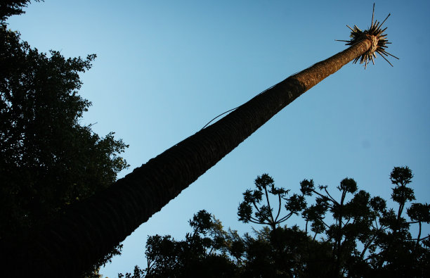 葡萄牙波尔图美丽的植物园图片下载